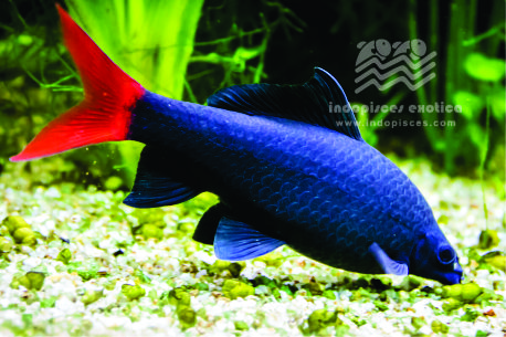 Epalzeorhynchos Bicolor